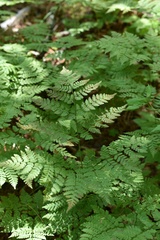 Dryopteris amurensis