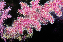 Alcyonium coralloides