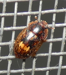 Lobiopa insularis