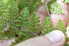 Dryopteris amurensis