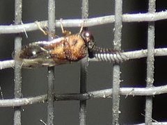 Eucharitinae