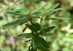 Rhododendron hypoleucum