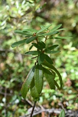 Rhododendron hypoleucum