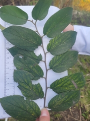 Trema micrantha floridana