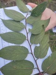 Trema micrantha floridana