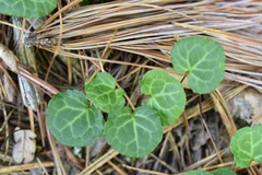 Pyrola renifolia