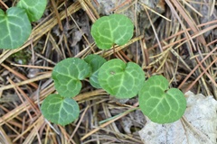 Pyrola renifolia