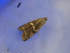 Glyptoteles leucacrinella