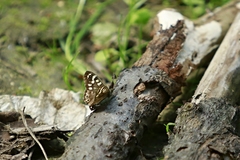 Pararge aegeria tircis