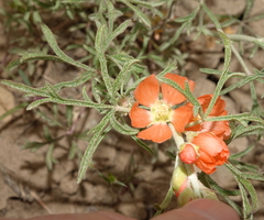 Sphaeralcea leptophylla