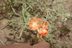 Sphaeralcea leptophylla