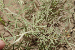 Sphaeralcea leptophylla