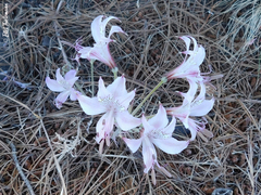 Alstroemeria hookeri