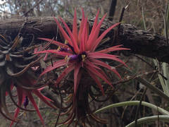 Tillandsia ionantha