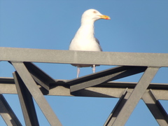 Larus argentatus