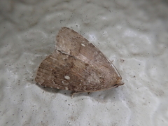 Amyna stellata