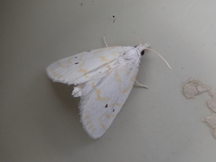 Patissa fulvosparsa
