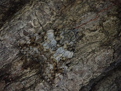 Catocala duplicata