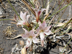Alstroemeria hookeri