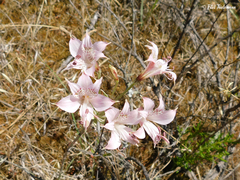 Alstroemeria hookeri