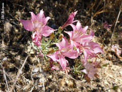Alstroemeria hookeri