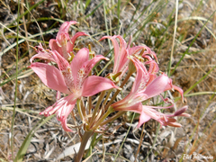 Alstroemeria hookeri