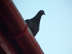 Columba livia domestica