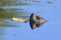 Trachemys grayi grayi