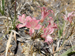 Alstroemeria hookeri