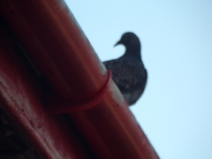 Columba livia domestica