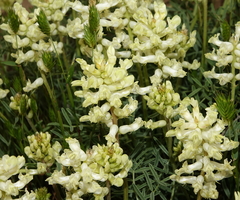 Astragalus flavus