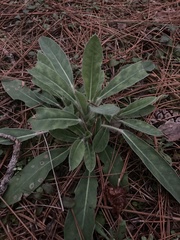 Lupinus villosus