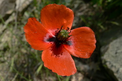 Papaver laevigatum