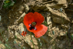 Papaver laevigatum