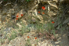 Papaver laevigatum