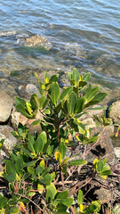 Rhizophora mangle
