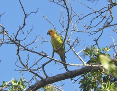 Eupsittula pertinax xanthogenia