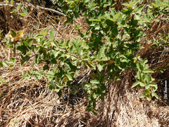 Berberis chilensis