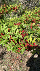 Schinus terebinthifolia