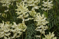 Astragalus flavus