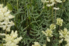 Astragalus flavus