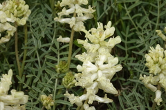 Astragalus flavus