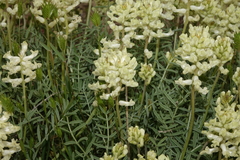 Astragalus flavus