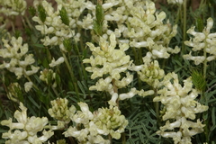 Astragalus flavus