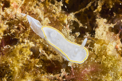 Diaphorodoris alba