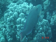Cetoscarus bicolor