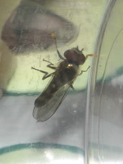 Platycheirus scutatus