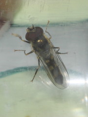 Platycheirus scutatus