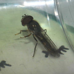 Platycheirus scutatus