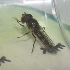Platycheirus scutatus